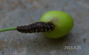 ウメスカシクロバ幼虫2015.5.25