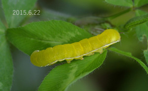 キバラモクメキリガ幼虫2015.6.22