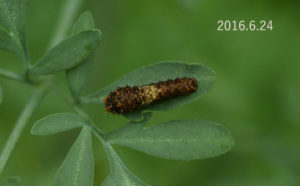 ナミアゲハ幼虫ヘンルーダ2016.6.24