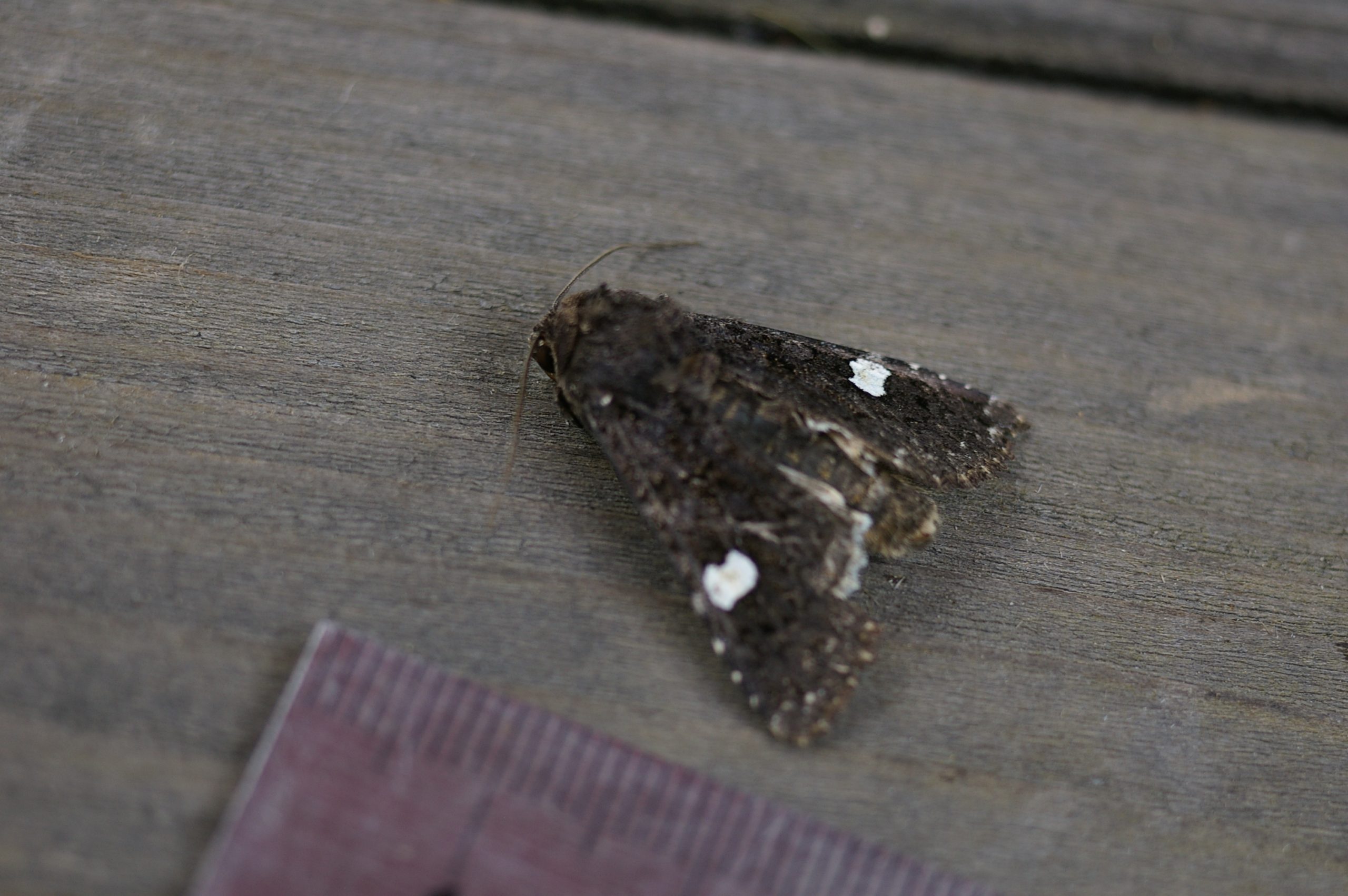 シラホシヨトウ