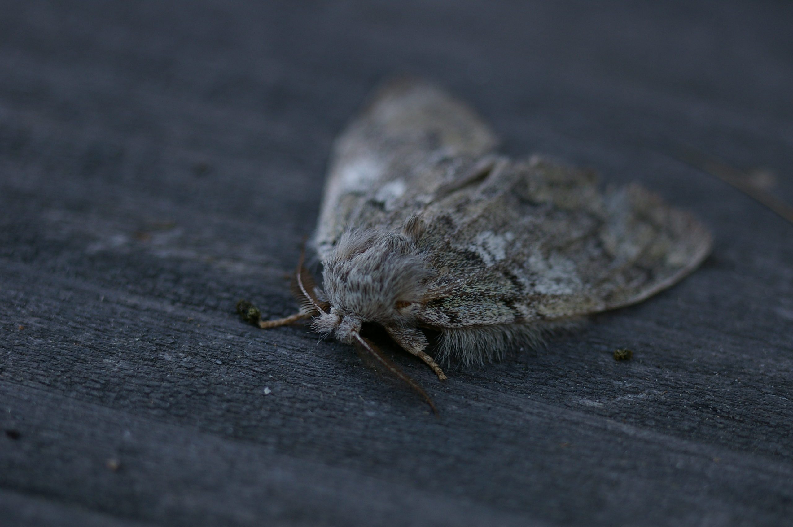 ブナアオシャチホコ