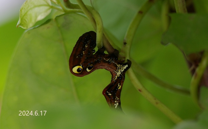 アケビコノハ　Eudocima tyrannus