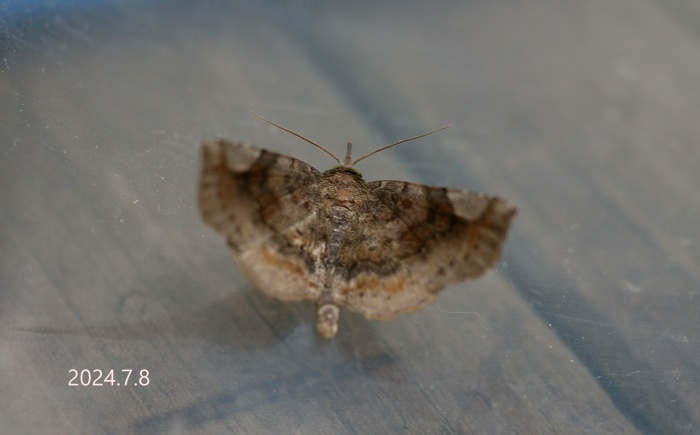 ウンモンツマキリアツバ　Pangrapta perturbans