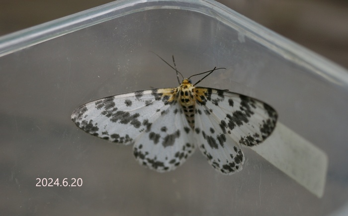 オオシロエダシャク　Metabraxas clerica