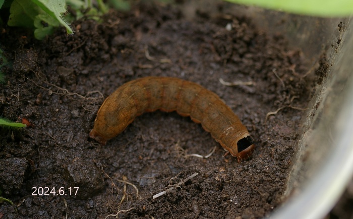 キバラモクメキリガ幼虫　Xylena formosa