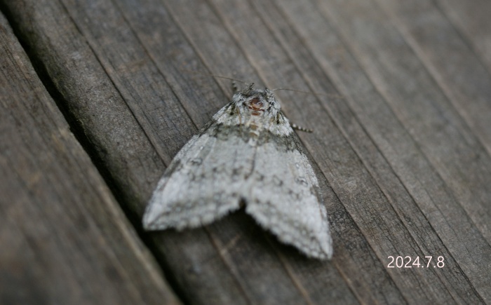 ギンモントガリバ　Parapsestis argenteopicta