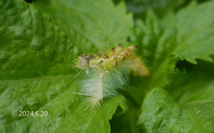 クスサン幼虫抜け殻　Saturnia japonica