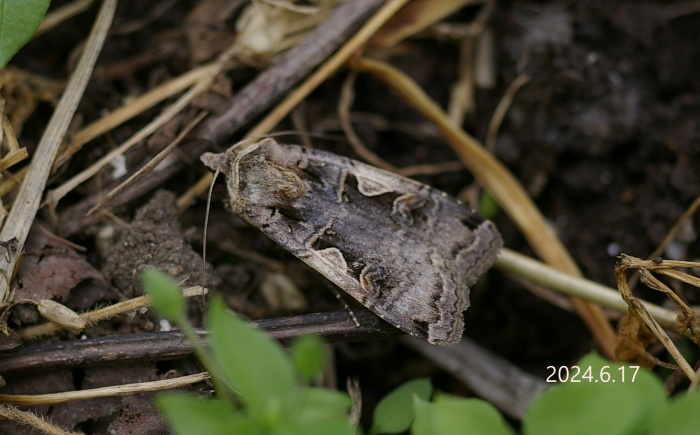 シロモンヤガ　Xestia c-nigrum