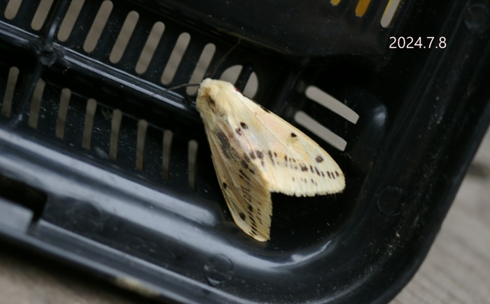 スジモンヒトリ　Spilarctia seriatopunctata