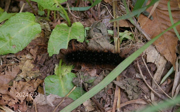 ヒトリガ幼虫　Arctia caja phaeosoma
