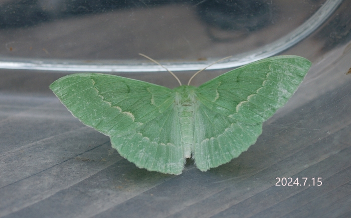 オオシロオビアオシャク　Geometra papilionaria subrigua