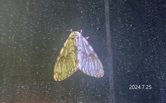 カシワマイマイ　Lymantria mathura aurora