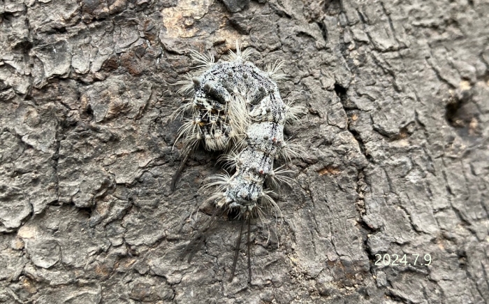 カシワマイマイ幼虫　Lymantria mathura aurora