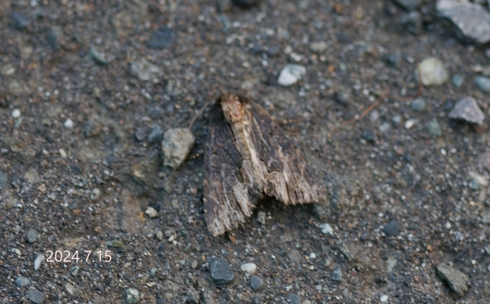 スジクロモクメヨトウ　Dypterygia andreji