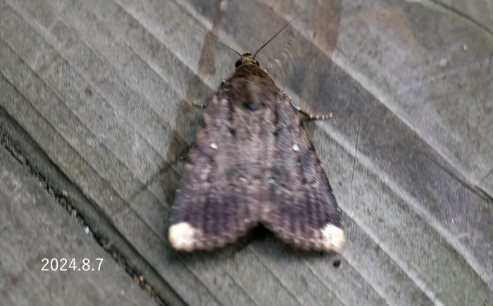 ツマジロカラスヨトウ　Amphipyra schrenckii