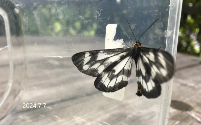 トンボエダシャク　Cystidia stratonice