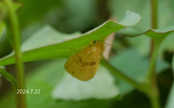 ドクガ　Artaxa subflava