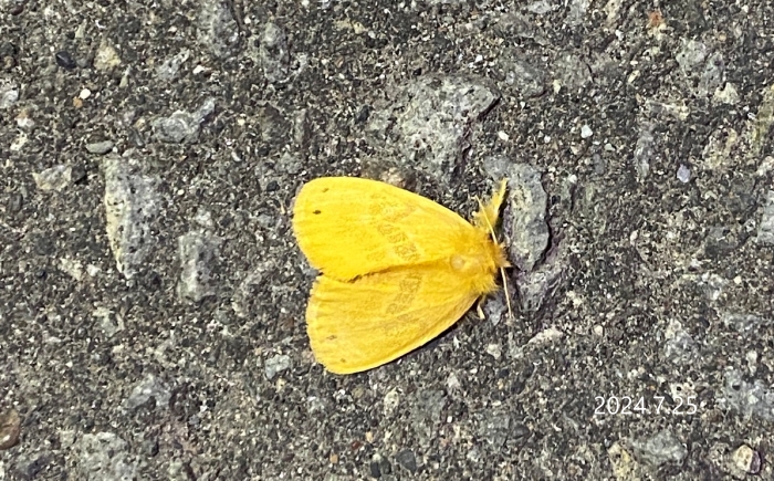 ドクガ　Artaxa subflava