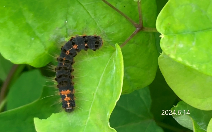 ドクガ幼虫　Artaxa subflava