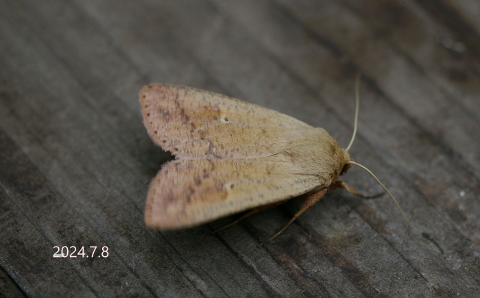 フタオビキヨトウ　Mythimna sp.