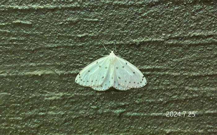 ホシシャク　Naxa seriaria