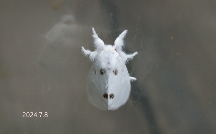 モンシロドクガ　Sphrageidus similis