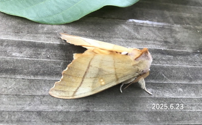 アオセダカシャチホコ　Rabtala splendida