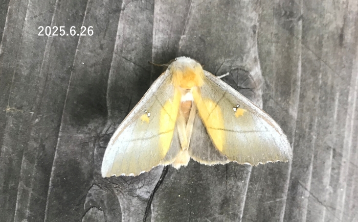 アオセダカシャチホコ　Rabtala splendida