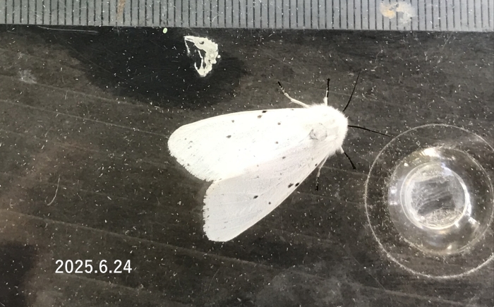 アカハラゴマダラヒトリ　Spilosoma punctarium