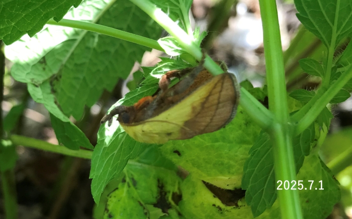 イラガ　Monema flavescens