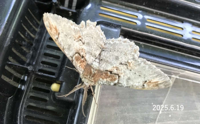 ウスイロオオエダシャク　Amraica superans