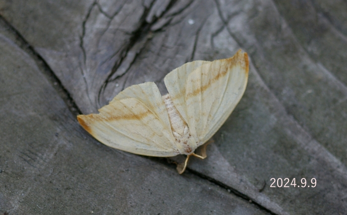 ウスイリカギバ　Callidrepana palleola