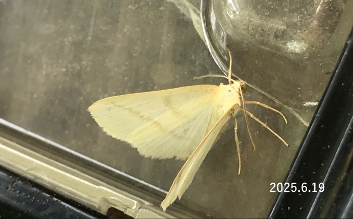 ウスオビシロエダシャク　Lomographa nivea