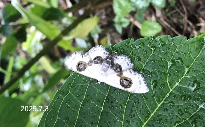 ウススジオオシロヒメシャク　Problepsis plagiata