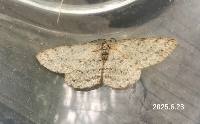 ウスバミスジエダシャク？　Ennominae sp.