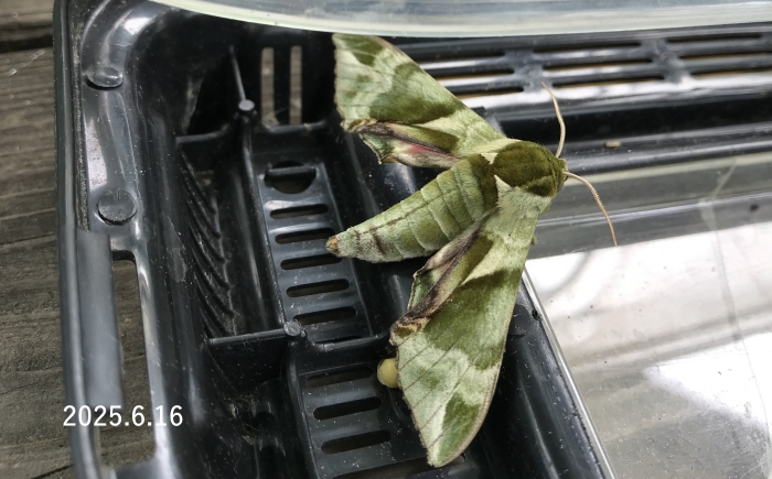 ウンモンスズメ　Callambulyx tatarinovii gabyae