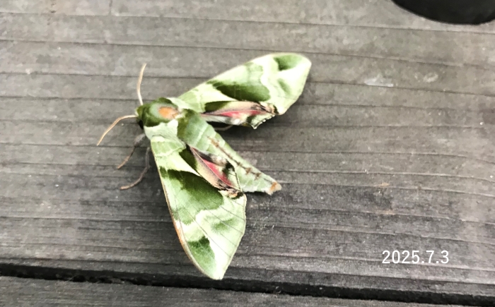 ウンモンスズメ　Callambulyx tatarinovii gabyae