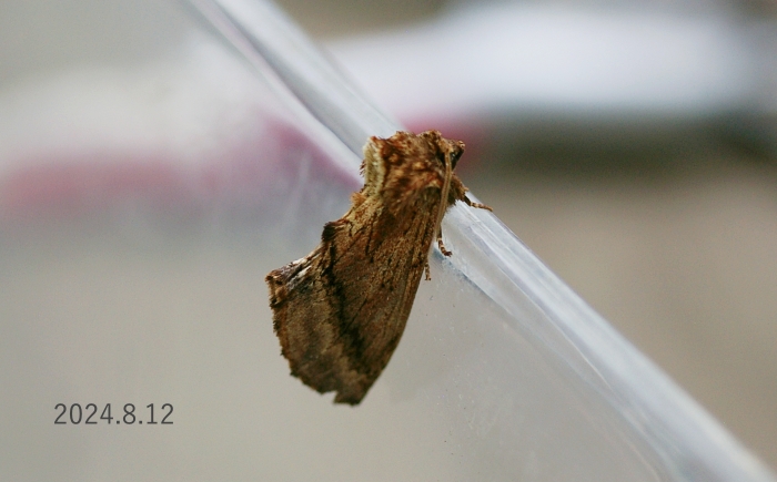 エグリシャチホコ　Ptilodon sp.