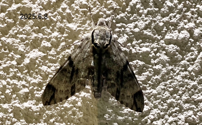 エゾシモフリスズメ　Meganoton analis scribae