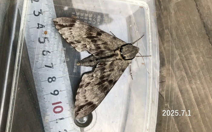 エゾシモフリスズメ　Meganoton analis scribae