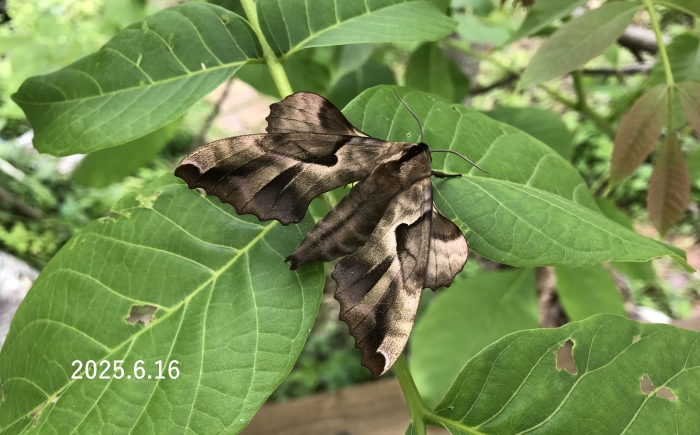 エゾスズメ　Phyllosphingia dissimilis