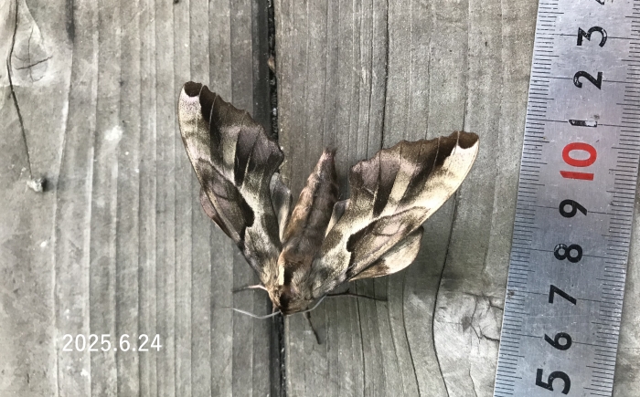 エゾスズメ　Phyllosphingia dissimilis