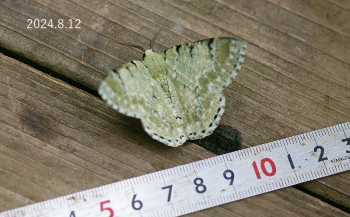 オオアヤシャク　Pachista superans