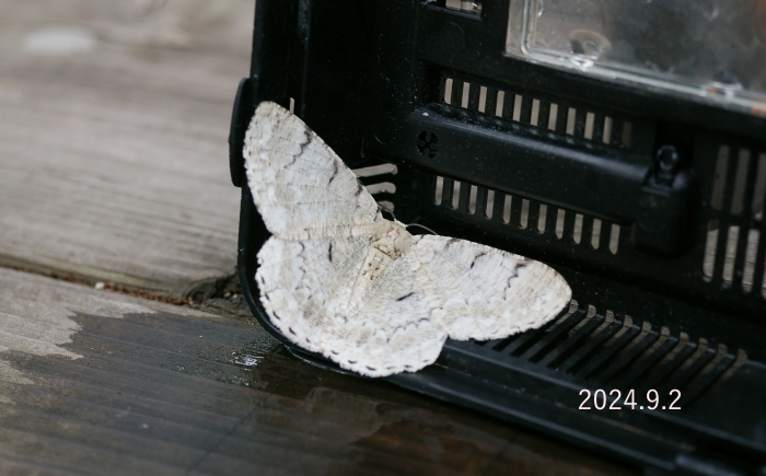 オオアヤシャク　Pachista superans