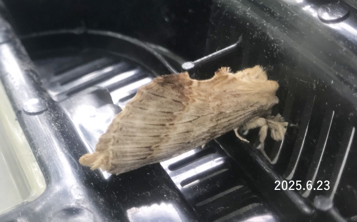 オオエグリシャチホコ　Pterostoma gigantinum