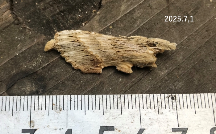 オオエグリシャチホコ　Pterostoma gigantinum