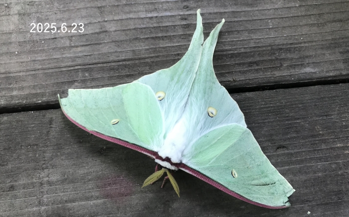 オオミズアオ　Actias aliena