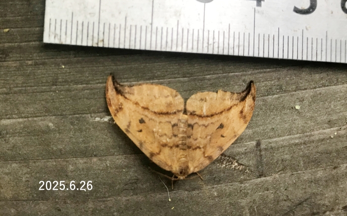 オビカギバ　Drepana curvatula acuta