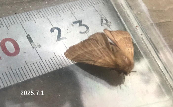 オビカレハ　Malacosoma neustrium testaceum