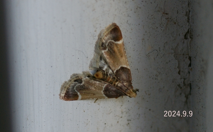 カシノシマメイガ　Pyralis farinalis